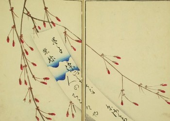 糸桜と短冊図.jpg